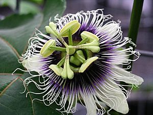 Archivo:Passiflora edulis forma flavicarpa