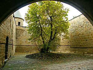 Archivo:Pati de la morera (Morus niger) en el castell d'Olite
