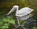 Pelícano común (Pelecanus onocrotalus), Tierpark Hellabrunn, Múnich, Alemania, 2012-06-17, DD 05