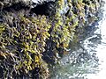 Pelvetia canaliculata on slipway