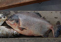 Piaractus brachypomus - Flickr - Dick Culbert.jpg