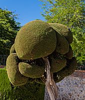 Plaza Parterre, Parque del Retiro, Madrid, España, 2017-05-18, DD 28