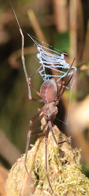 Archivo:Progradungula otwayensis immature male with catching ladder