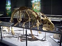 Archivo:Protoceratops adult