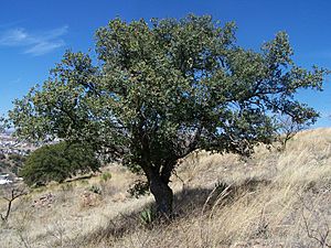 Archivo:Quercus emoryi (2008)