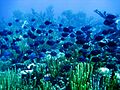 Reef1725 - Flickr - NOAA Photo Library
