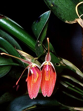 Restrepia sanguinea Orchi 01