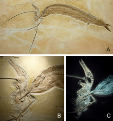 Archivo:Rhamphorhynchus and Aspidorhynchus