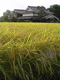 Archivo:Rice field on Japan 20070829