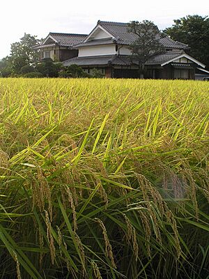 Archivo:Rice field on Japan 20070829
