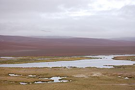 Salar de Pujsa-02.jpg