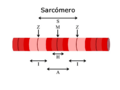 Sarcomere esp