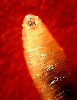 Archivo:Screwworm larva