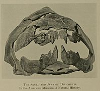 Skull of Dunkleosteus