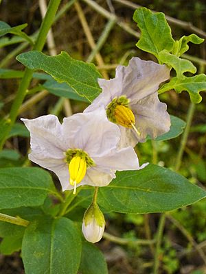 Archivo:Solanum umbelliferum1