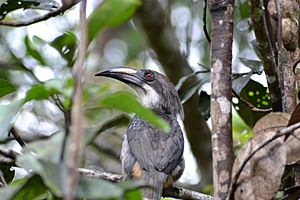 Archivo:Sri Lanka Grey Hornbill