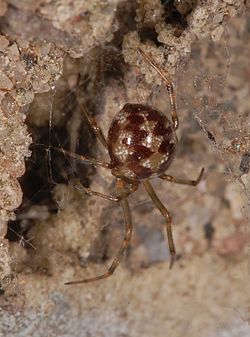 Steatoda fg01.jpg