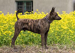 Taiwan Dog (cropped)
