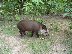 Tapir colombia