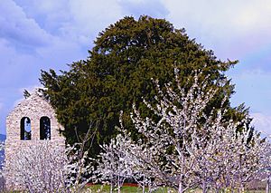 Archivo:Tejo san cristoba primavera