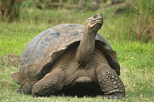 Archivo:Tortuga Islas Galápagos 2