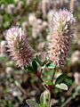 Trifolium arvense W