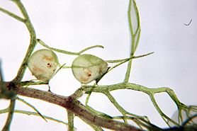 Archivo:Utricularia aurea 8 Darwiniana