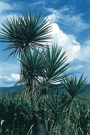 Archivo:Yucca jaliscensis fh 0390 MEX B