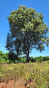 Archivo:Árbol "Loro Negro" (Cordia trichotoma) en el Valle del Cuña Pirú, municipio de Ruiz de Montoya, Provincia de Misiones, Argentina