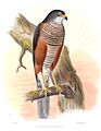 AccipiterCastaniliusSmit