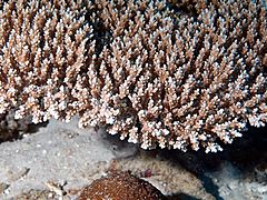 Acropora aculeus, Mayotte 2