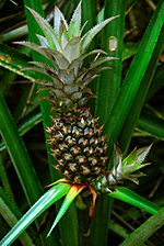 Archivo:Ananas cosmosus Whaldener Endo