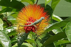 Archivo:Anolis aeneus 112475387