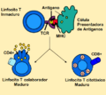 Antigen presentation-es