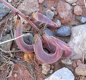 Archivo:Astragalus amphioxys var amphioxys 2