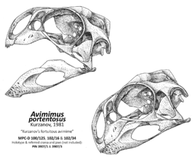Archivo:Avimimus skull new