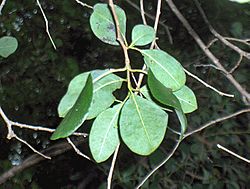 Bahama Strongbark (2885574551).jpg