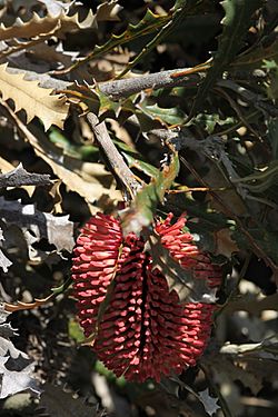 Banksia caleyi-2.JPG