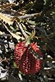 Banksia caleyi-2