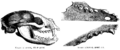 Binturongskull