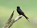 Black Saw-wing 2012 02 04 8942