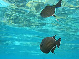 Archivo:Black triggerfish