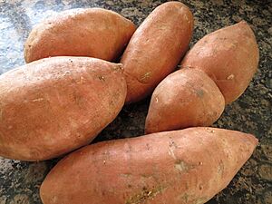 Archivo:Boniato, tubérculo (Ipomoea batatas)