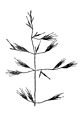 Bromus orcuttianus HC-1950