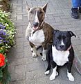 Bullterrier and staffordshirebullterrier