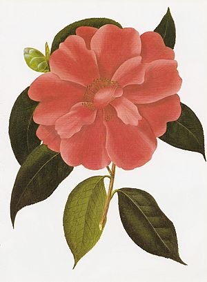 Archivo:Camellia reticulata RHS