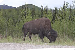 Archivo:Canadian Bison