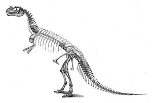 Archivo:CeratosaurusSkeleton