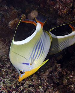 Chaetodon ephippium Saddle Butterflyfish Fiji by Nick Hobgood,.jpg