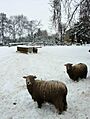 Cold Feet Sheep